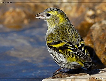 Animali 231